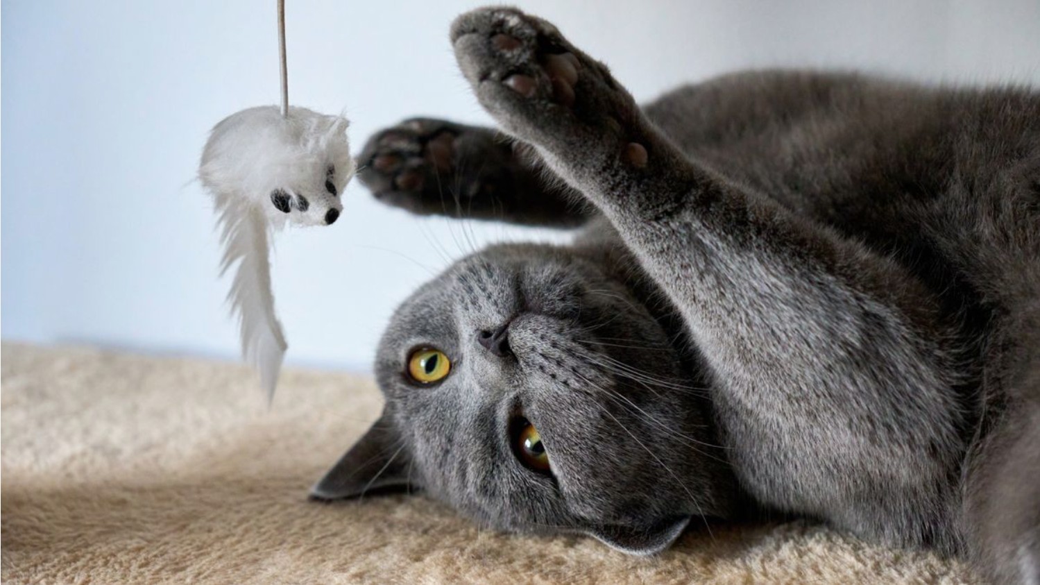 Cat pheromones: how calming diffusers reduce stress in cats
